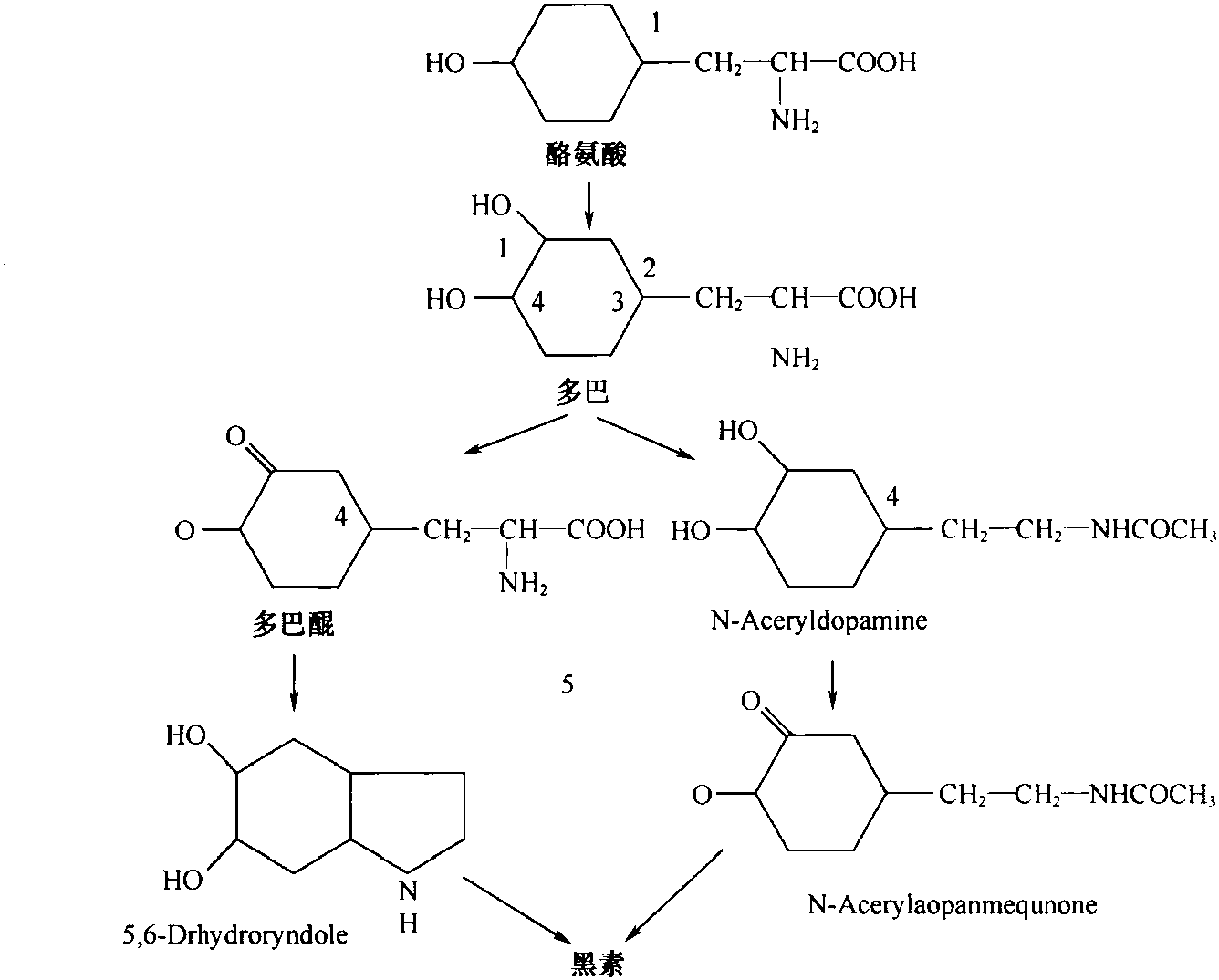 五、黑變現(xiàn)象